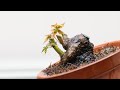 Failed bonsai making