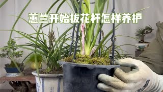 蕙兰快要开花，开始拔花杆怎样养护？很实用！赶紧看看