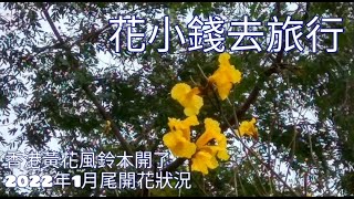 香港黃花風鈴木開了：2022年1月尾開花狀況+香港賞花2022