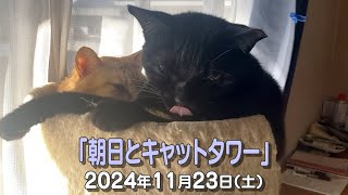 我が家の猫たち「朝日とキャットタワー」2024年11月23日(土) \