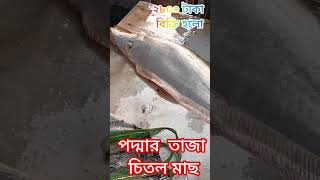 ৭ কেজি ওজনের চিতল মাছ।। ২৮০০ টাকা বিক্রি হলো।। #fish #viral #viralvideo #video #bangladesh #fishing