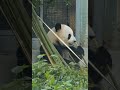 大熊猫 panda 萌兰 美好的一天从早餐开始