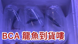 BCA 紅龍魚又進貨嘍～姐の水族生活26#龍魚#紅龍#龍魚專賣店