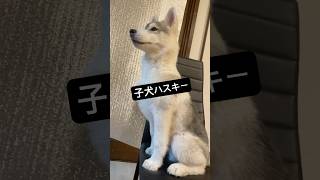 子犬の時期はこんな感じなの？ #シベリアンハスキー #siberinhusky #pets