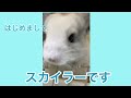 赤ちゃんチンチラお迎えしました⭐️baby chinchilla “skyler” short video