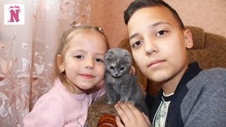 Кошка Ася маленький питомец Настя и Саша играют с кошечкой кормят её Видео для детей Small pet cat