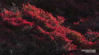 【岐阜の風景】大龍寺のドウダンツツジ〈岐阜市粟野〉（2022年11月中旬撮影）