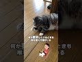 猫のゴロゴロ音は体調不良のサイン🙀 猫