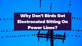 Why Don’t Birds Get Electrocuted Sitting On Power Lines?