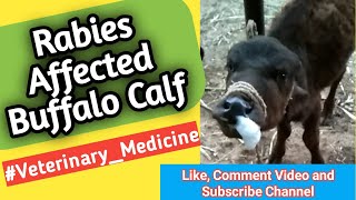 #Rabies in Buffalo Calf || પાડીમાં હડકવા  #Shorts