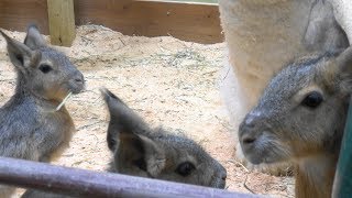 [4k] めっちゃさわれる動物園　めっちゃもぐもぐマーラとアルパカ　 FDR-AX55