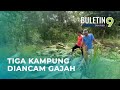 Kehadiran Kumpulan Gajah Liar Ancam Nyawa Penduduk