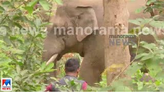 കൊമ്പനെ ലോറിയില്‍ കയറ്റുന്ന ദൃശ്യങ്ങള്‍ | Dhoni elephant - PT7