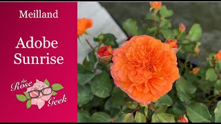 🌹Adobe Sunrise Rose | Bloomables® Rose Collection | Meilland / MEIpluvia /Bal Folk