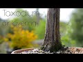 Taxodium distichum air layering - Arkefthos Bonsai