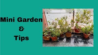 Mini Garden ll పూల కుండీలో మొక్కలు ఎలా పెంచుకోవాలి ll tips in Telugu ll Telugu vlogs ll #1stvlog