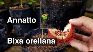 HOW TO GROW ANNATTO (Bixa orellana)