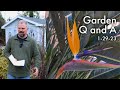 Great Garden Questions Answered - Plant Damage, Transplanting, Mulch, Garden Shoes