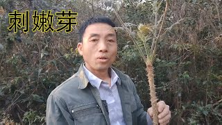 山里這種刺樹長的嫩芽，它比香椿還要好吃，來看看你們吃過沒有【農家紀實-官方頻道】