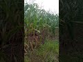 Testimoni Pupuk Eco Farming Pada Tanaman Jagung di Baturaja