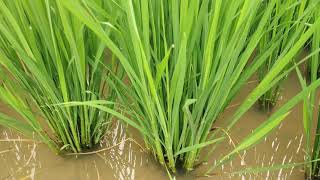 Paddy cultivation method/ వరిలో అదిక పిలకలు/ వరి సాగు విదానం.