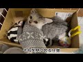 【子猫】威嚇が激しい保護した仔猫をどうしても撫でてあげたい…涙の結末