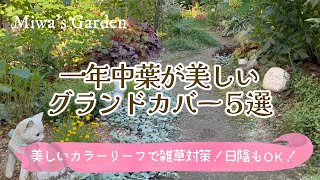 【雑草対策＊グランドカバー🌿】おすすめ宿根草・多年草５選！常緑で一年中美しい＊ガーデニングおしゃれな庭づくり