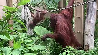 2020年7月の　円山動物園　ロープをつたって遊ぶ令斗と見守るレンボー　（ボルネオオランウータンの親子）