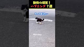 SNSで6.2億回バズった動物ハプニング動画7選！7Animal Happenings Videos That Got 620 Million Buzz on SNS!#犬#猫#動物#shorts