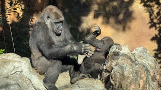 gorlla　スモモを抱っこするモモカ【2024年‎12月12日】【上野動物園】ゴリラ💗Momoka holding Sumomo