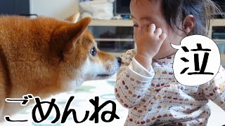 ２歳娘を泣かせちゃって思わず逃げたけど気になって謝りに戻ってきた柴犬｜犬と子供のvlog