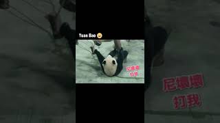 angry #panda 被木風鈴打,生氣氣的 #圓寶 #shorts