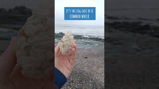 Have you ever seen this on your local beach? . . . It’s the eggcase of a common whelk! #CleanCoasts