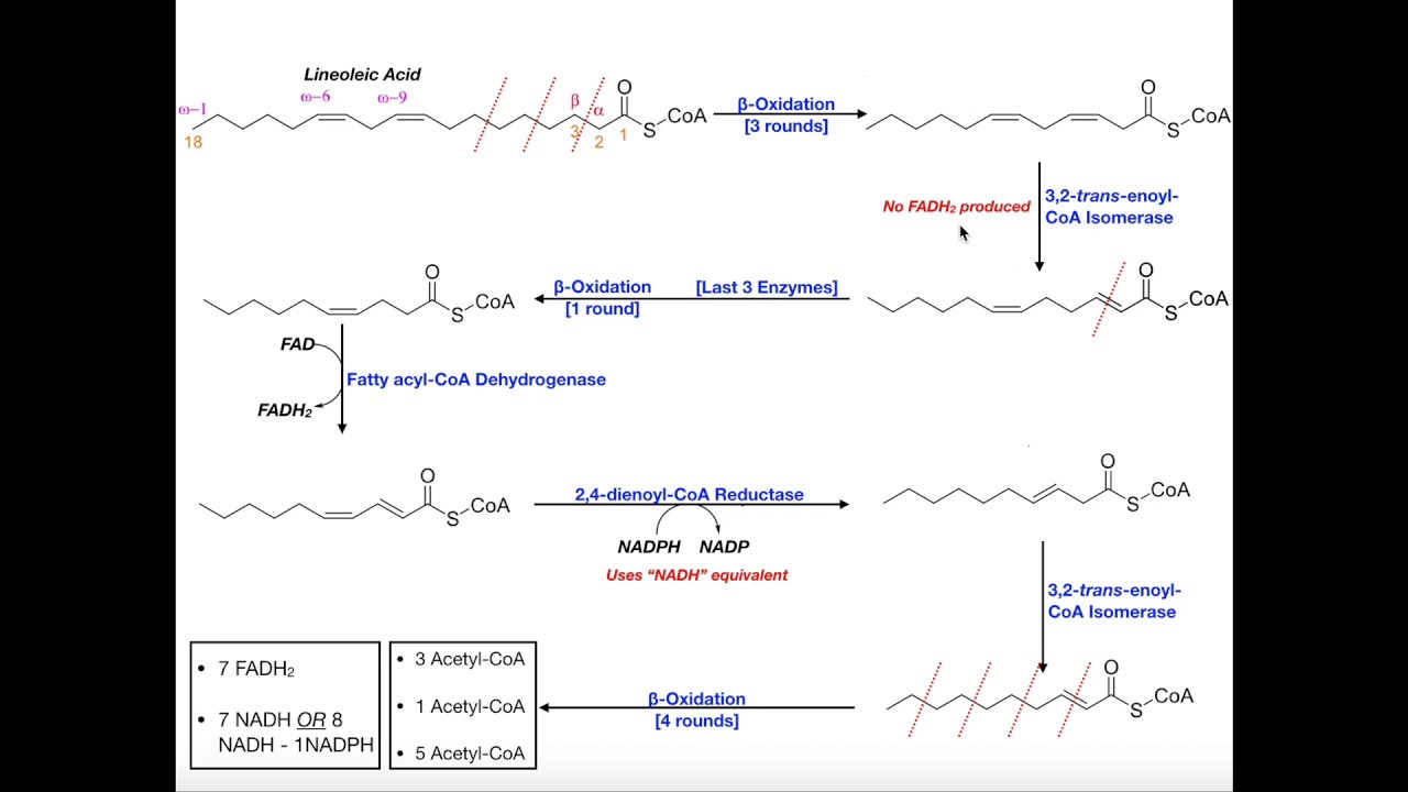 Beta Oxidation Of A Polyunsaturated Fatty Acid [Linoleic Acid] - YouTube