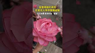 含苞待放的荷花，在卖花人手中如此惊艳绽放，太美了！#荷花 #热门 #shorts