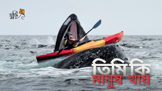 তিমি মাছ কিভাবে মানুষ খায়  | নীল তিমি কি মানুষ খায়? | largest animal | nil timi | blue whale | ghuri