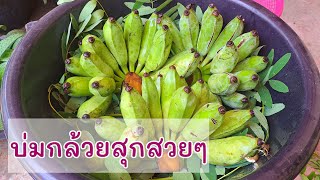 วิธีบ่มกล้วย ให้เหลืองสวย แบบธรรมชาติ |แค่เลchannel