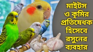 পাখির যত্নে রসুনের উপকারিতা | Use garlic for birds health problem & treatment@RMBirdHouse