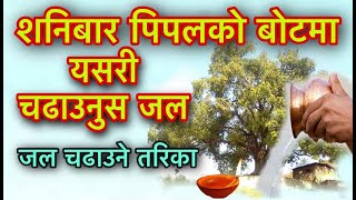 यसरी पो चढाउने हो पिपलको बोटमा जल/Pipal Ma Pani Chadhaune Tarika