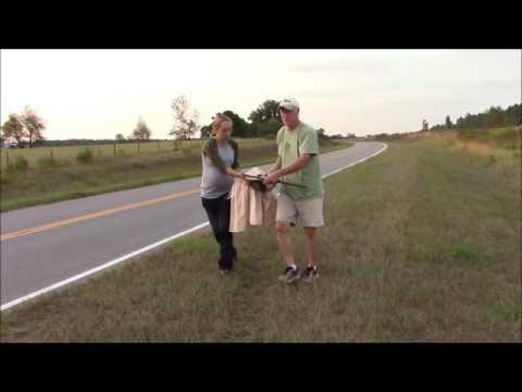 Trapping a hawk for falconry Trapping a hawk for falconry
