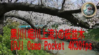 《桜2020》黒川(堀川上流)の桜並木【DJI Osmo Pocket 4K30fps】