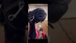 🎄🎁Christmas Vlog🎁🎄#merrychristmas #horse