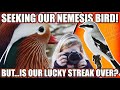 SEEKING OUR NEMESIS BIRDS. BUT...IS OUR LUCKY STREAK OVER?