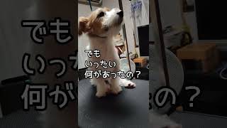 危機一髪？　#shorts #ジャックラッセルテリア #suo #jackrussellterrier