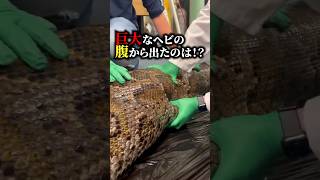 【衝撃】巨大なヘビの腹から出たのは！？ #おもしろ #海外の反応