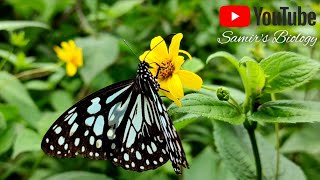 Tirumala limniace 🦋 || Butterfly || Relax music || Samir's Biology || Samir Maity