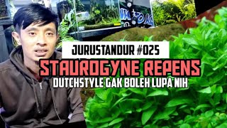 staurogyne repens, tanaman pendek buat yang suka banget stem plant - #jurustandur eps.025