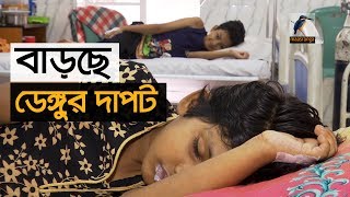 বাড়ছে ডেঙ্গু