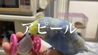 【求愛ダンス？】大好きなお友達に変わった動きでアピールするセキセイインコ