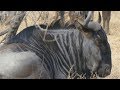 South Africa - Makalali  Game Reserve Tour - Midday